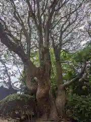 金崎神社(香川県)