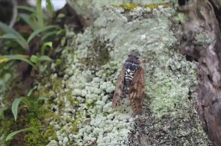 加茂神社(滋賀県)