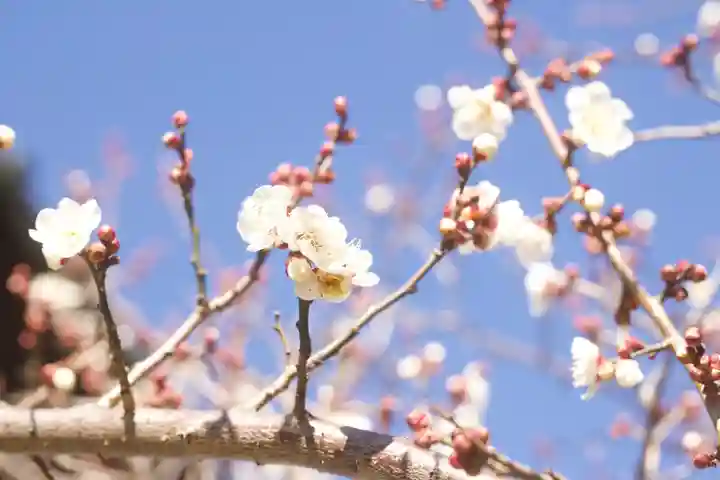 秩父札所十三番 慈眼寺(埼玉県)