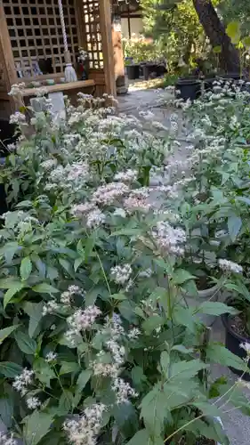 行願寺（革堂）(京都府)