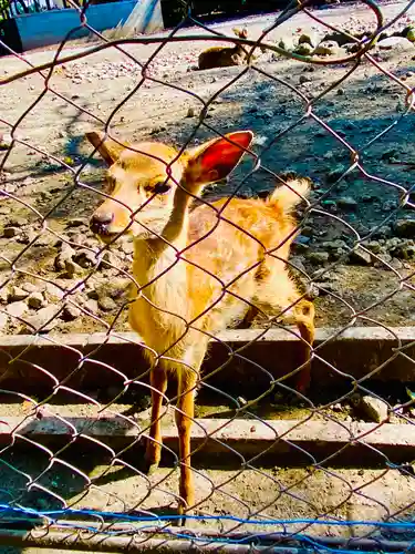 三嶋大社の動物