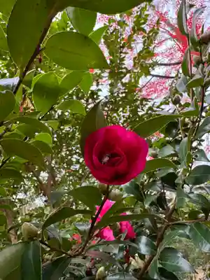 神炊館神社 ⁂奥州須賀川総鎮守⁂(福島県)