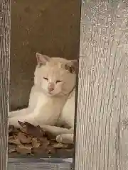 今戸神社の動物