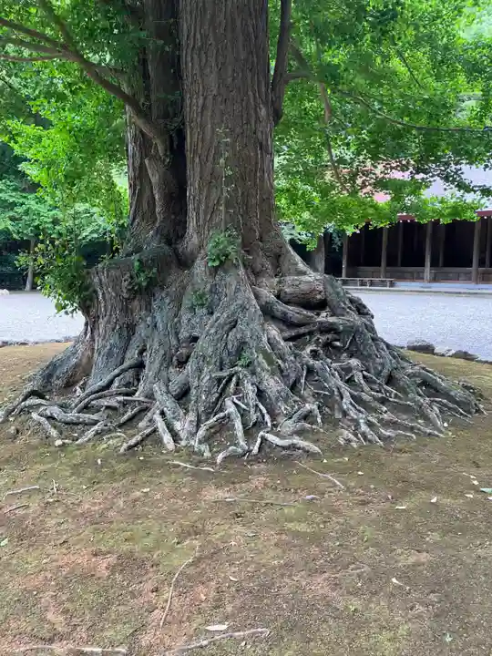 安房神社(千葉県)