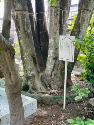 大善院(東京都)