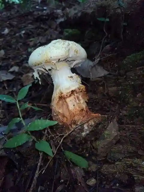 高尾山薬王院の自然