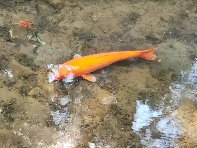 臼杵石仏の動物