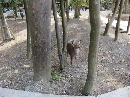 春日大社の動物