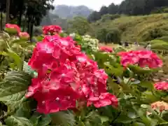 三室戸寺(京都府)