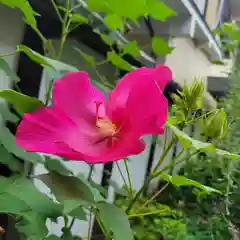 勝念寺（かましきさん）の自然