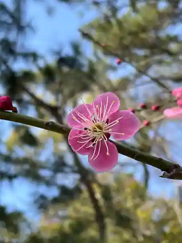 長浜八幡宮の自然