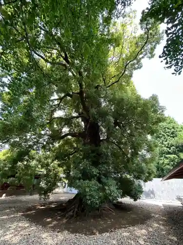 上野東照宮の{uncategorized: "未分類", other: "その他", undefined: "問題あり", building: "その他建物", grave: "お墓", sacred_gate: "鳥居", guardian: "狛犬", statue: "像", buddha: "仏像", history: "歴史", nature: "自然", garden: "庭園", animal: "動物", pagoda: "塔", temizu: "手水舎", mountain_gate: "山門・神門", sanctuary: "本殿・本堂", subordinate: "末社・摂社", art: "芸術", scenery: "景色", jizo: "地蔵", ema: "絵馬", goshuin: "御朱印", omikuji: "おみくじ", items: "授与品その他", amulet: "お守り", goshuincho: "御朱印帳", eats: "食事", festival: "お祭り", votive_dance: "神楽", shichigosan: "七五三参", wedding: "結婚式", experience: "体験その他", initially: "初詣", around: "周辺", anti_infection: "感染症対策"}