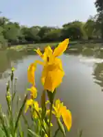鶴岡八幡宮の自然