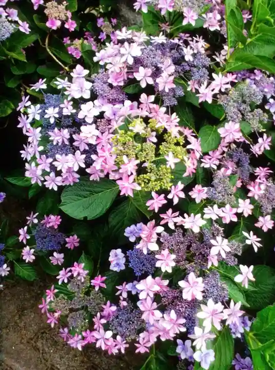 宝祥寺(東京都)