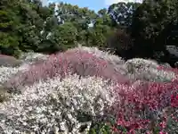 道明寺天満宮の自然