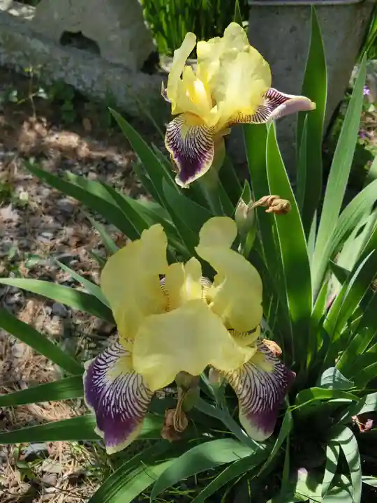 梅宮大社の自然