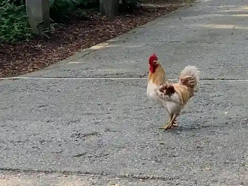 伊佐須美神社の動物