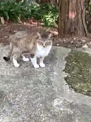 玉野御嶽神社の動物