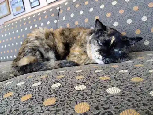 佐佳枝廼社の動物