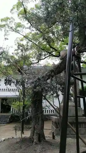 湊川神社の自然