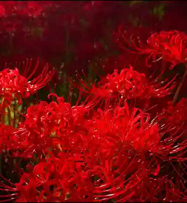 高麗神社(埼玉県)