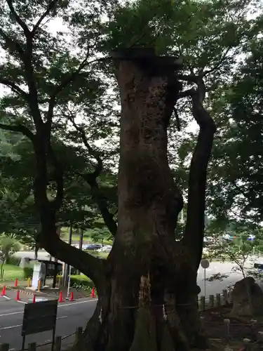 親都神社の自然