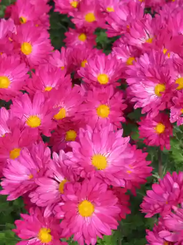 亀戸天神社の自然