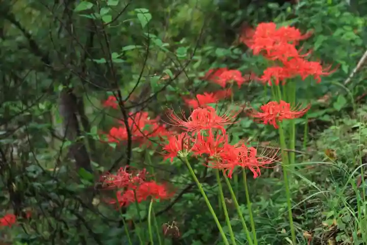 阿久津「田村神社」(郡山市阿久津町)旧社名:伊豆箱根三嶋三社の庭園
