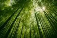 木舟山 順教寺(広島県)