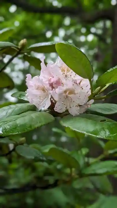 音更神社の自然
