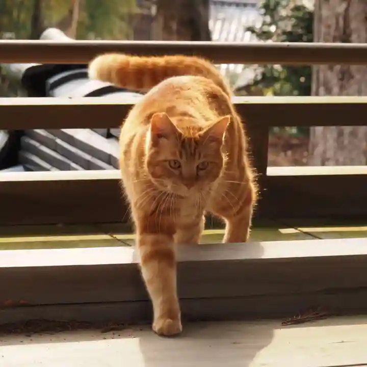 天王山 安楽寺(福井県)