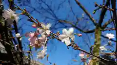 平野神社の自然