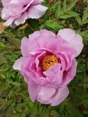 鳳林寺(東京都)