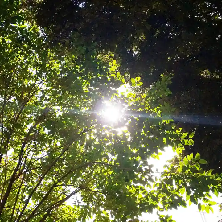 渋谷氷川神社の自然