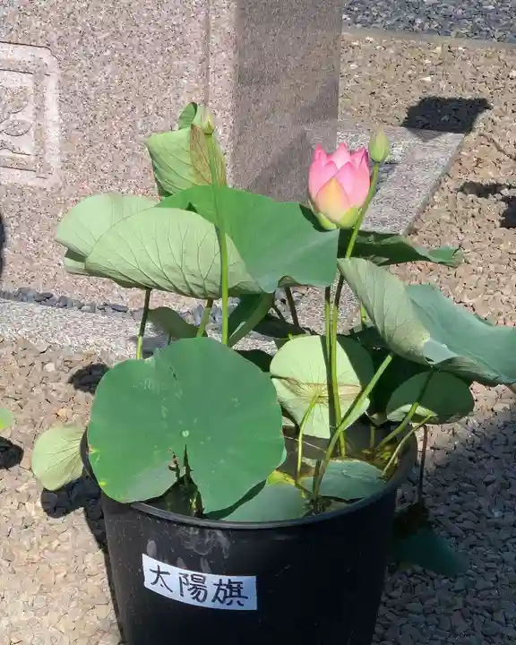 上行寺(静岡県)