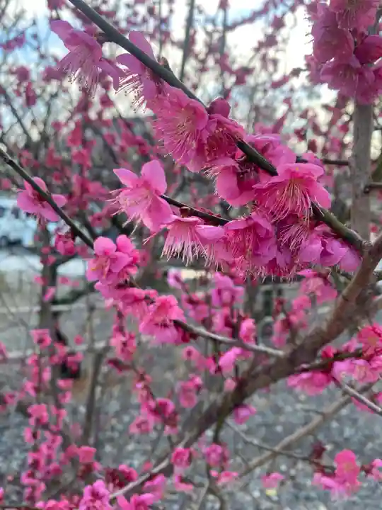 矢奈比賣神社(見付天神)(静岡県)