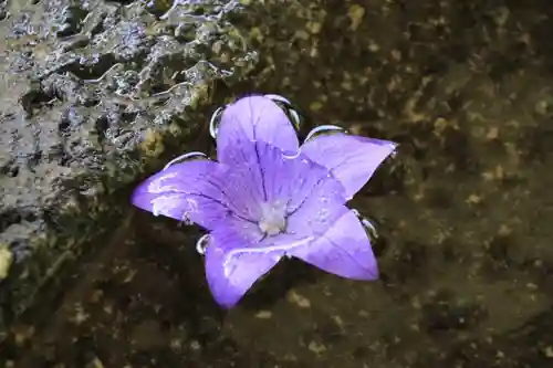 鹿島大神宮の手水舎