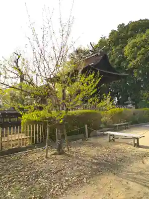 阿智神社の本殿・本堂