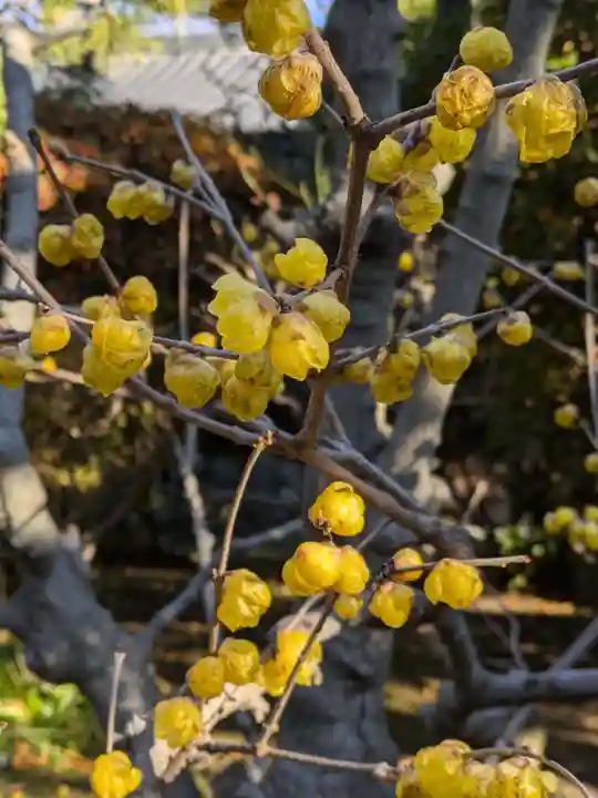 蓮光寺(東京都)