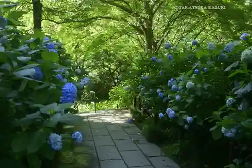 明月院(神奈川県)