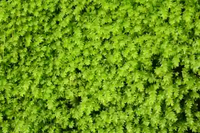 祇王寺(京都府)