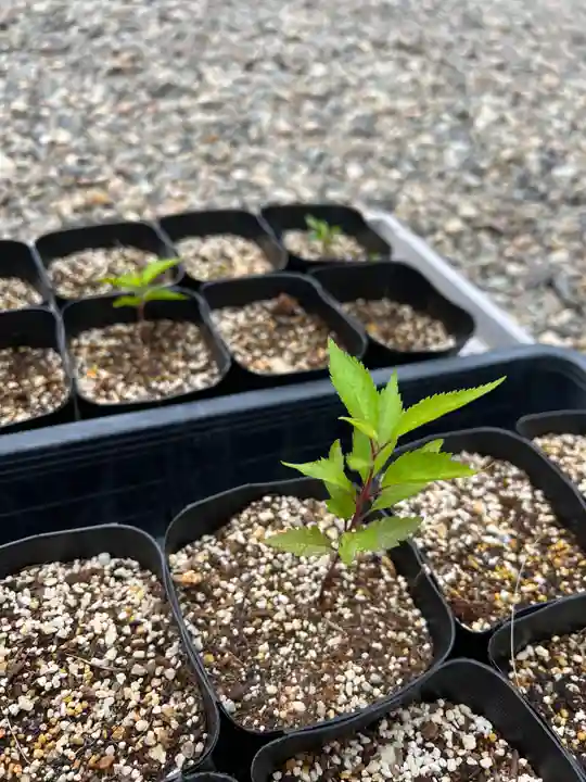 手力雄神社(岐阜県)