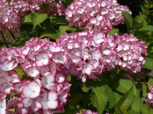 光照寺(新潟県)