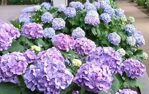 妙法寺(東京都)