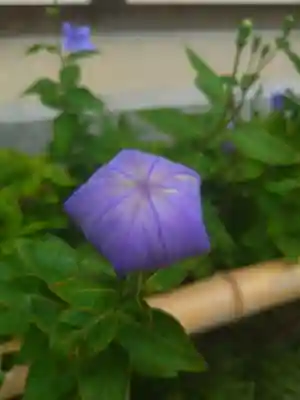 晴明神社(京都府)