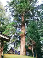 興田神社の自然