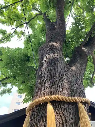 札幌諏訪神社の自然