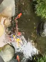 大久保山 自性院の動物