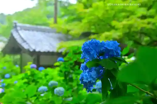 明月院(神奈川県)