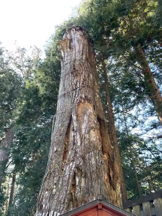 日光東照宮奥宮拝殿の自然